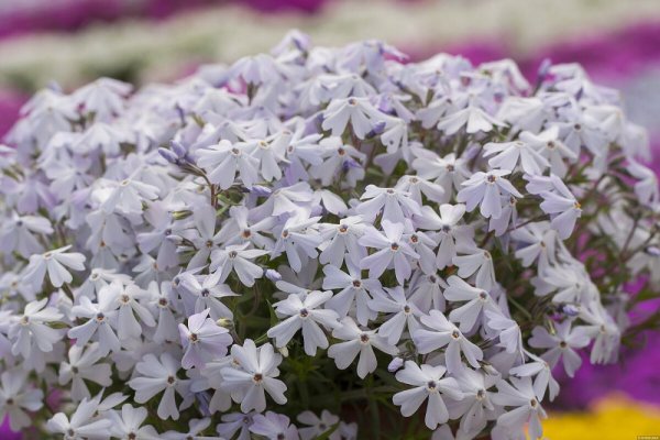 PHLOX SUBULATA SPRING LAVENDER