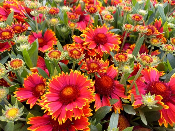 KOKARDA - GAILLARDIA SUNRITA RED YELLOW TIP