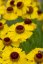 HELENIUM HYBR. WESERGOLD