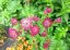 JARMANKA - ASTRANTIA ASTRA RED