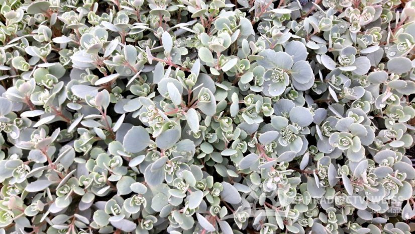 SEDUM CAUTICOLUM LIDAKENSE