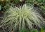 CAREX OSHIMENSIS EVERGOLD