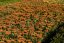 ACHILLEA MILLEFOLIUM WALTHER FUNCKE