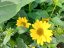 HELIANTHUS X HYB. SUNCATCHER PURE GOLD ®