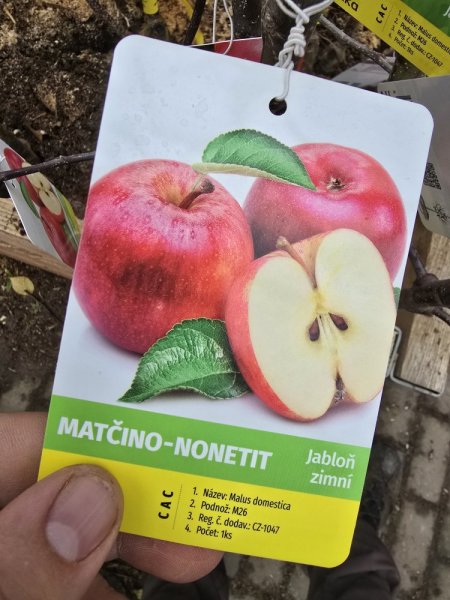 JABLOŇ ZIMNÍ - MATČINO
