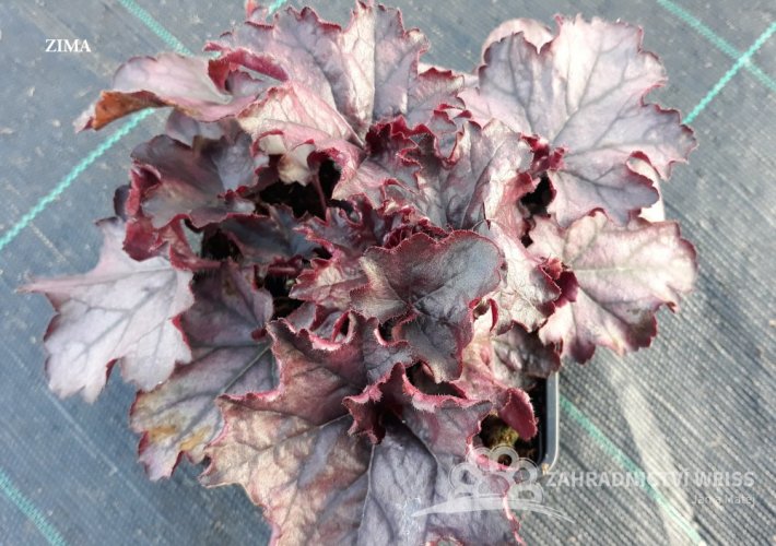 HEUCHERA - "GLITTER"