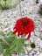 TŘAPATKA NACHOVÁ -  ECHINACEA "ECCENTRIC"
