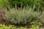 MARULKA LÉKAŘSKÁ – CALAMINTHA NEPETA - BÍLÁ