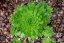 NETŘESK – SEMPERVIVUMHYBRIDUM AQUARIUS