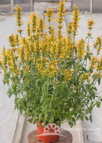 AGASTACHE KUDOS YELLOW