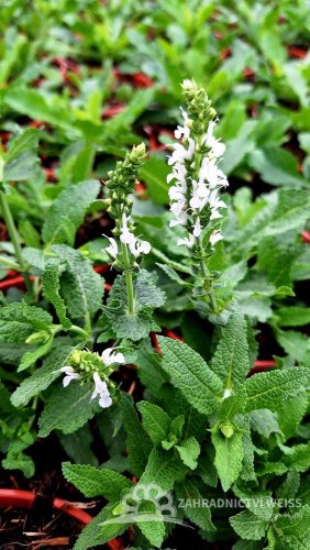 ŠALVĚJ HAJNÍ - SALVIA NEMOROSA ADRIAN