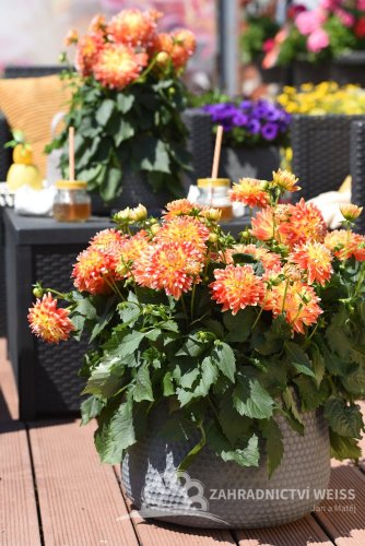 JIŘÍNA – DAHLIA CANDY CORN