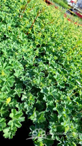 KONTRYHEL RUDONOHÝ - ALCHEMILLA ERYTHROPODA ALMA