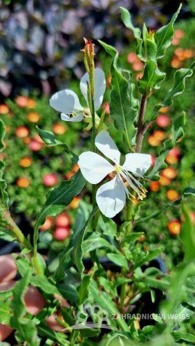 GAURA LIND. FLAMINGO WHITE