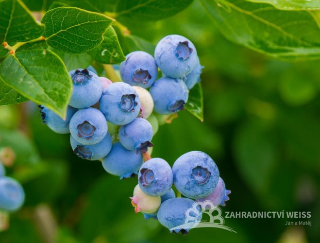 KANADSKÁ BORŮVKA - BLUEGOLD