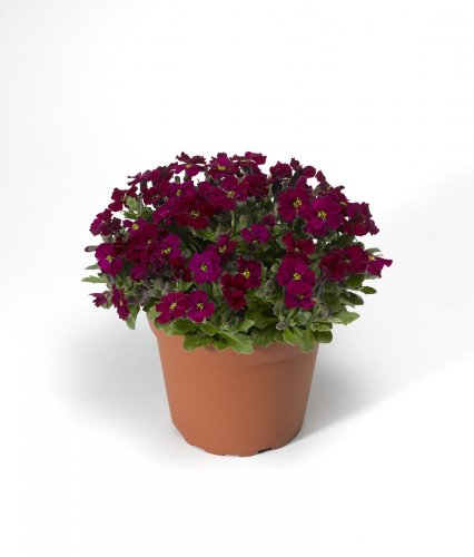 TAŘIČKA - AUBRIETA AXCENT BURGUNDY