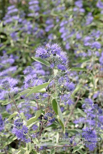 OŘECHOPLODEC - CARYOPTERIS CLANDONENSIS STERLING SILVER