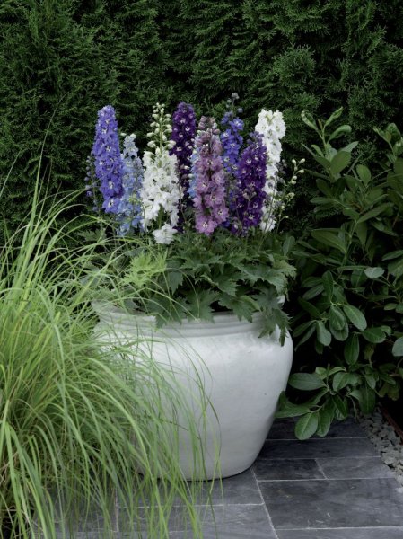 DELPHINIUM EXCALIBUR MIX
