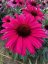 ECHINACEA SENSATION WILD ROMANCE