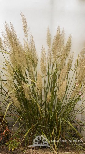 TŘTINA CHLOUPKATÁ - CALAMAGROSTIS BRACHYTRICHA