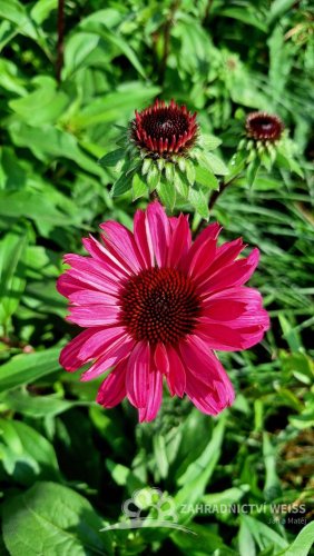 ECHINACEA SENSATION WILD ROMANCE