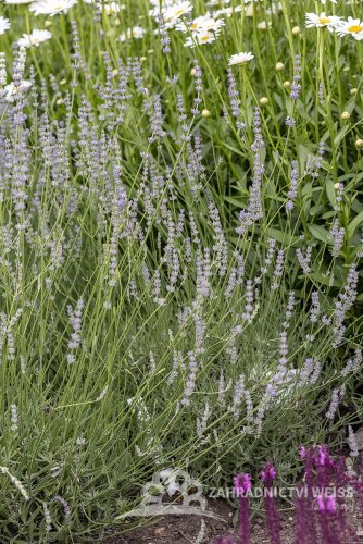 LEVANDULE PROSTŘEDNÍ - LAVANDULA INTERMEDIA GRAPPENHAL
