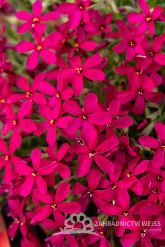 FLOX SKALKOVÝ - PHLOX DOUGLASII -  SPRING FLOWERING OCHSENBLUT