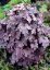 HEUCHERELLA HYB. PLUM CASCADE