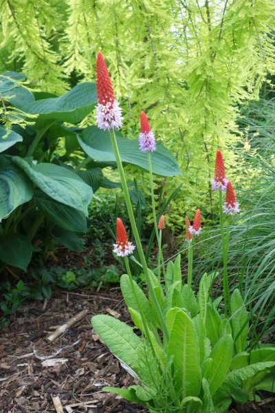 PRIMULA VIALII - PRVOSENKA ORCHIDOKVĚTÁ