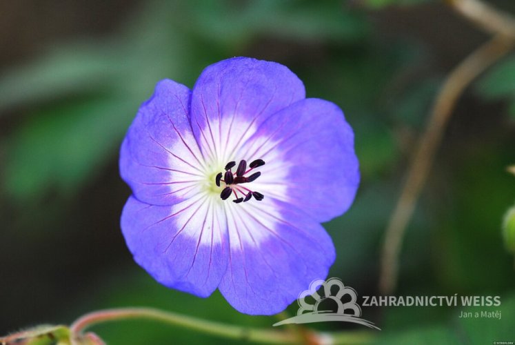 KAKOST - GERANIUM  HYBRIDA ROZZANE