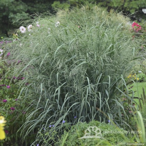 PROSO PRUTNATÉ –  PANICUM VIRGATUM BLUE FOUNTAIN
