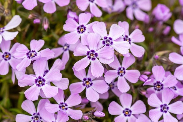 FLOX SKALKOVÝ - PHLOX SUBULATA BENITA
