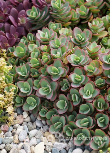 SEDUM SUNSPARKLER " LIME ZINGER"  ®