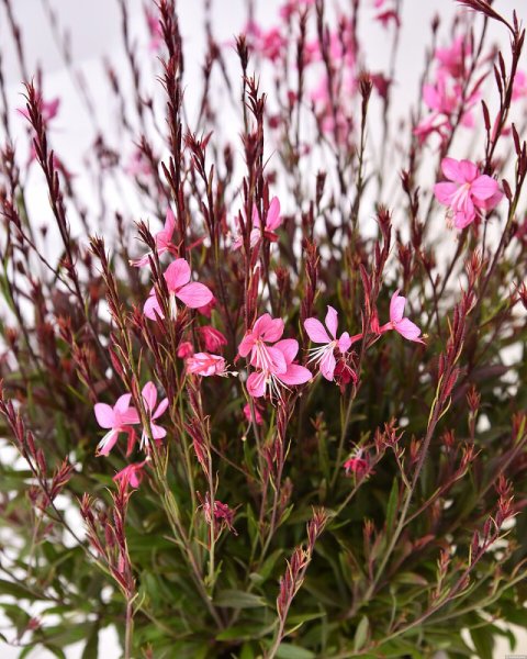 GAURA LINDHEIMERI BLAZE