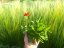 KOHOUTEK PLAMENY – LYCHNIS CHALCEDONICA SCARLET