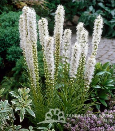 ŠUŠKARDA KLASNATÁ BÍLÁ - LIATRIS SPICATA