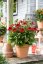 ECHINACEA PURP. SOMBRERO® SALSA RED