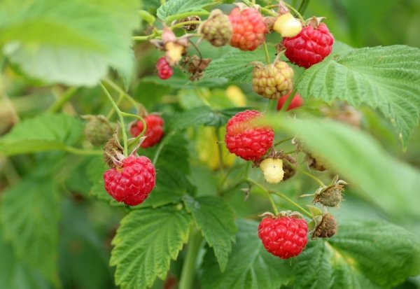 ZÁKRSLÝ MALINÍK - RUBUS IDAEUS „LITTLE SWEET SISTER“ ®