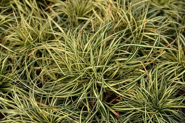 CAREX OSHIMENSIS MOONLIGHT