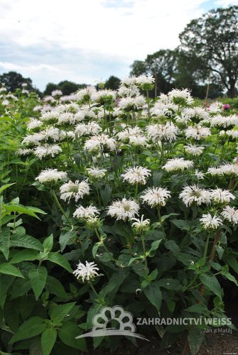 MONARDA BEE BRIGHT