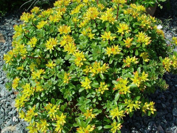 SEDUM FLORIFERUM