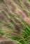 PENNISETUM RED HEAD