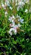 GAURA LIND. FLAMINGO WHITE