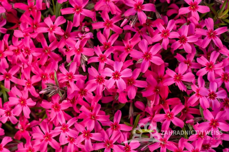 PHLOX SUBULATA - SCARLET FLAME