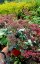 SEDUM TELEPHIUM THUNDERHEAD