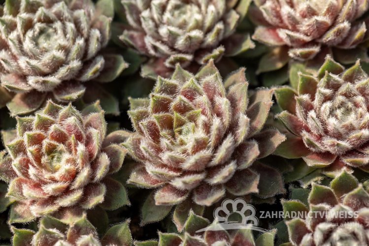 NETŘESK -SEMPERVIVUM HYBR. ROSA MADCHEN