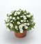 PÍSEČNICE HORSKÁ – ARENARIA MONTANA ‘SUMMER WHITE’