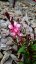 GAURA LOLIPOOP PINK