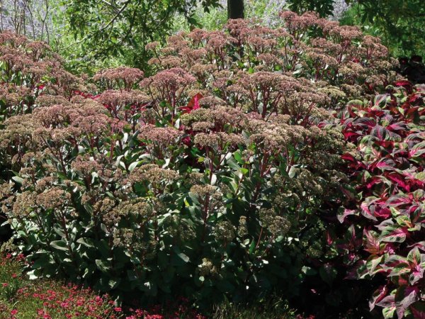 SEDUM MATRONA