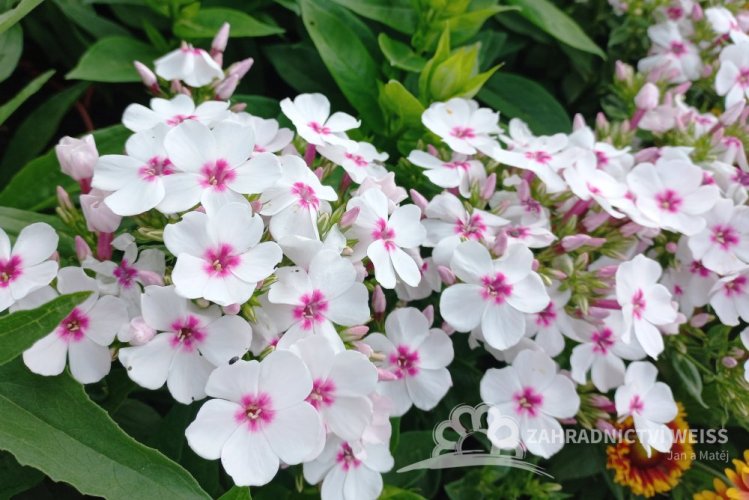 PHLOX PAN. FLAME WHITE EYE ®